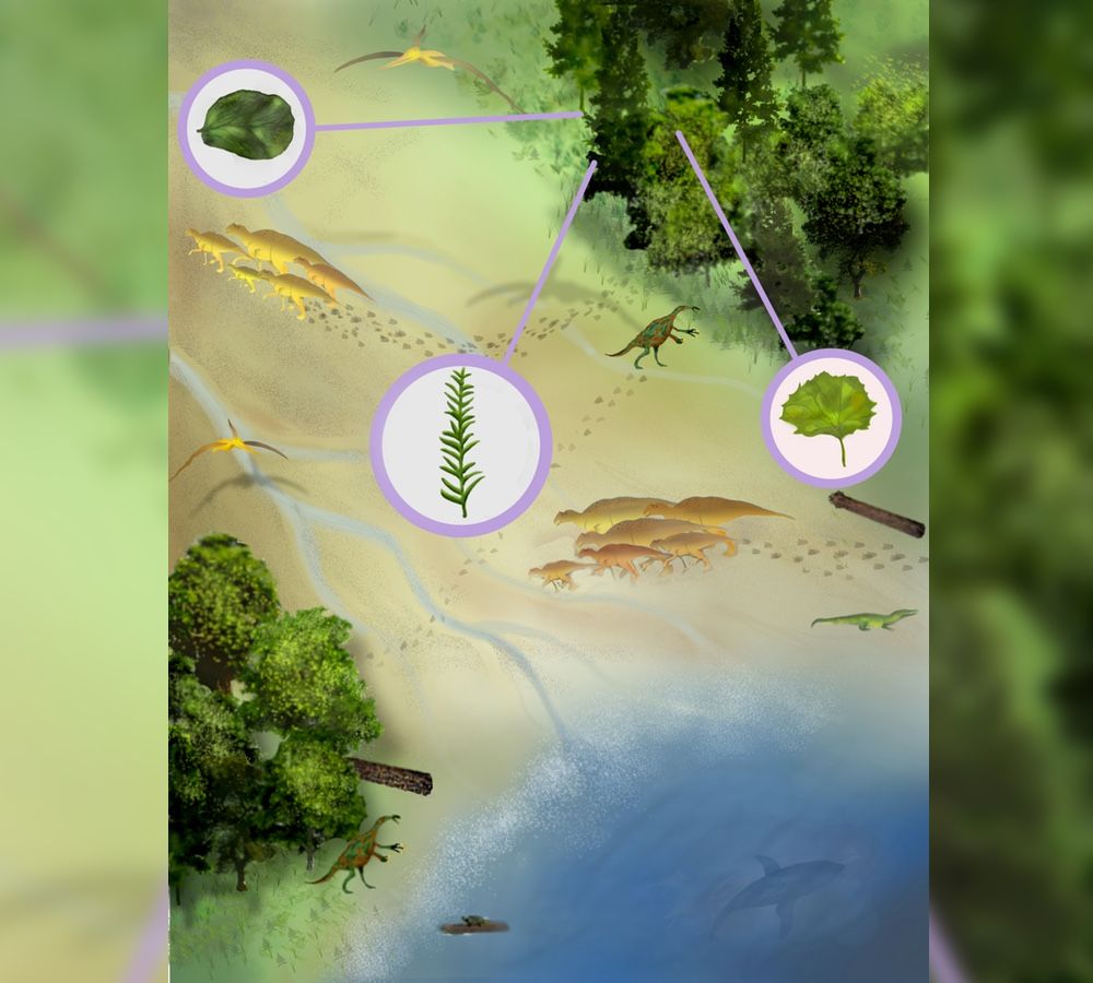 This artist&#039;s reconstruction shows the newly discovered ecosystem, with both conifers and flowering trees, as well as dinosaurs, crocodylians, turtles, pterosaurs and sharks. 