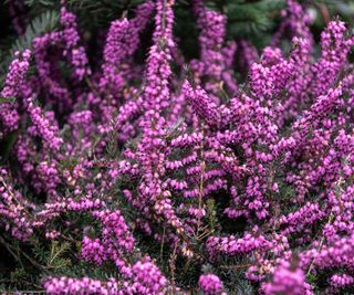 Pink winter heath flowers