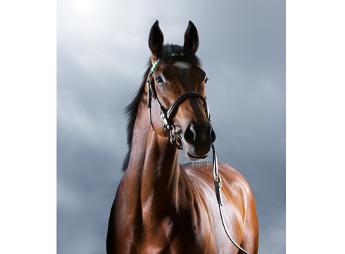 Frankel.jpg