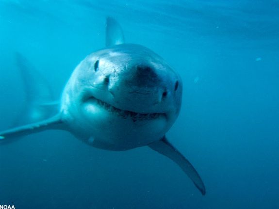 There are more shark attacks in U.S. waters than in any other region of the world. 