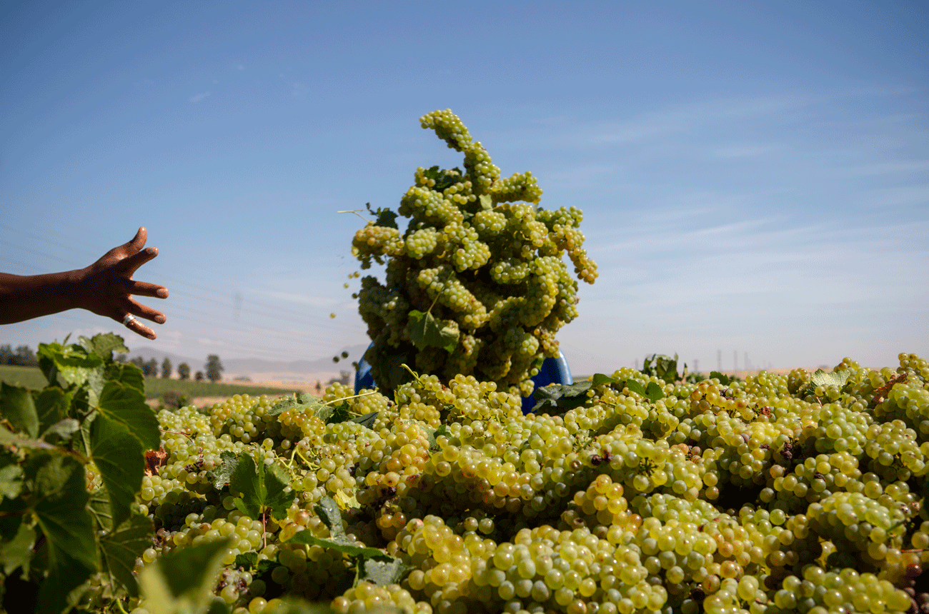 Harvesting Chardonnay grapes in South Africa