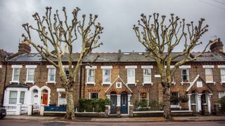 row of victorian houses on street with pollarded trees in front of the houses