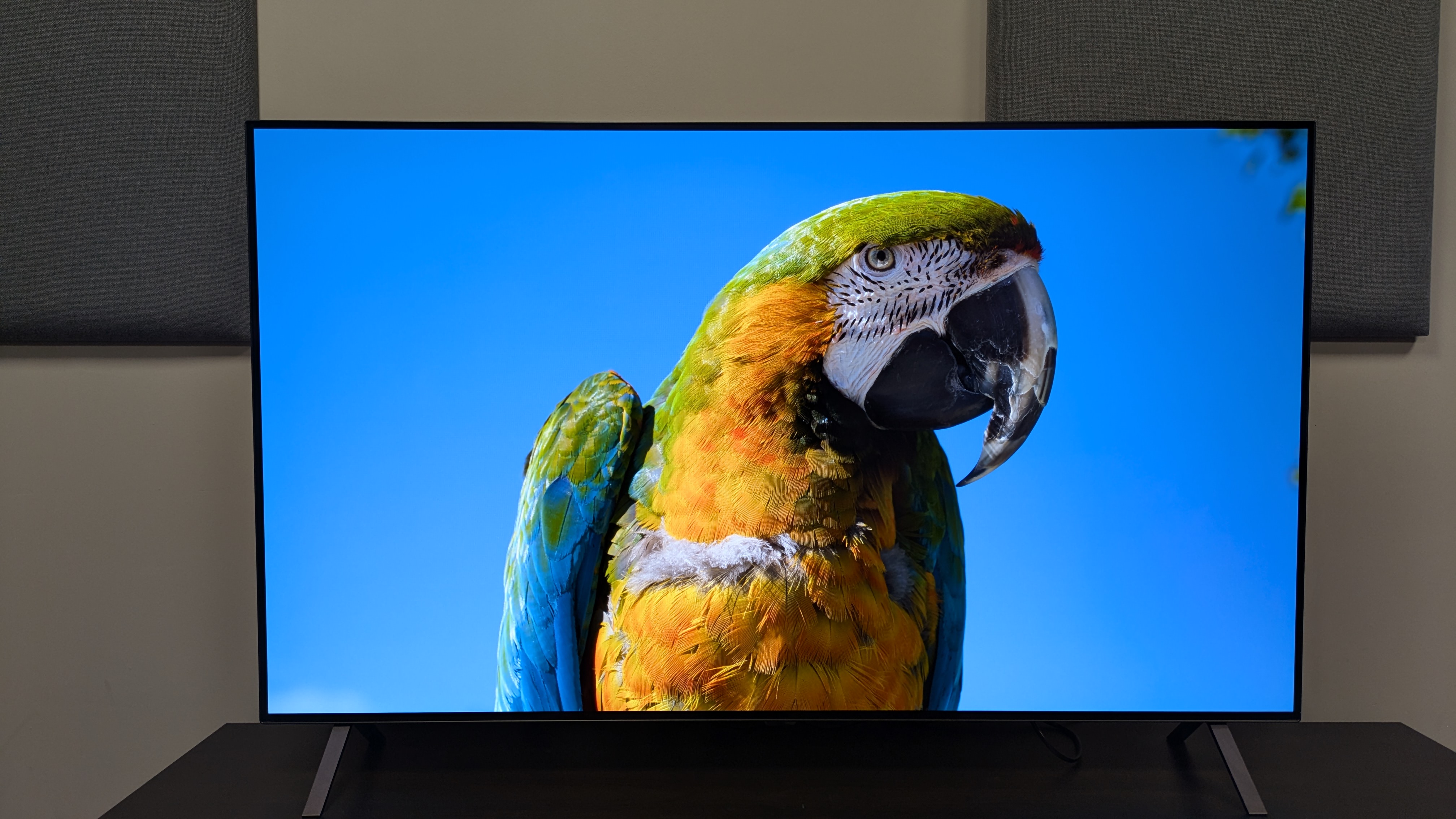 LG B5 OLED TV with parrot on screen