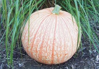 Referred to as a novelty pumpkin, what makes this one unique are the red "veins" that crawl across its skin's white background. Giving the illusion that it's been stuffed chock-full has earned it the name of the One Too Many pumpkin.