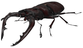 Stag Beetle Google Search 3D model