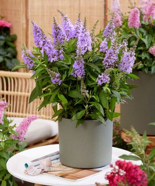 Buddleja davidii Butterfly Candy Series Little Lila growing in a pot on a garden table