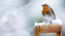 Robin sitting on spade handle in the snow