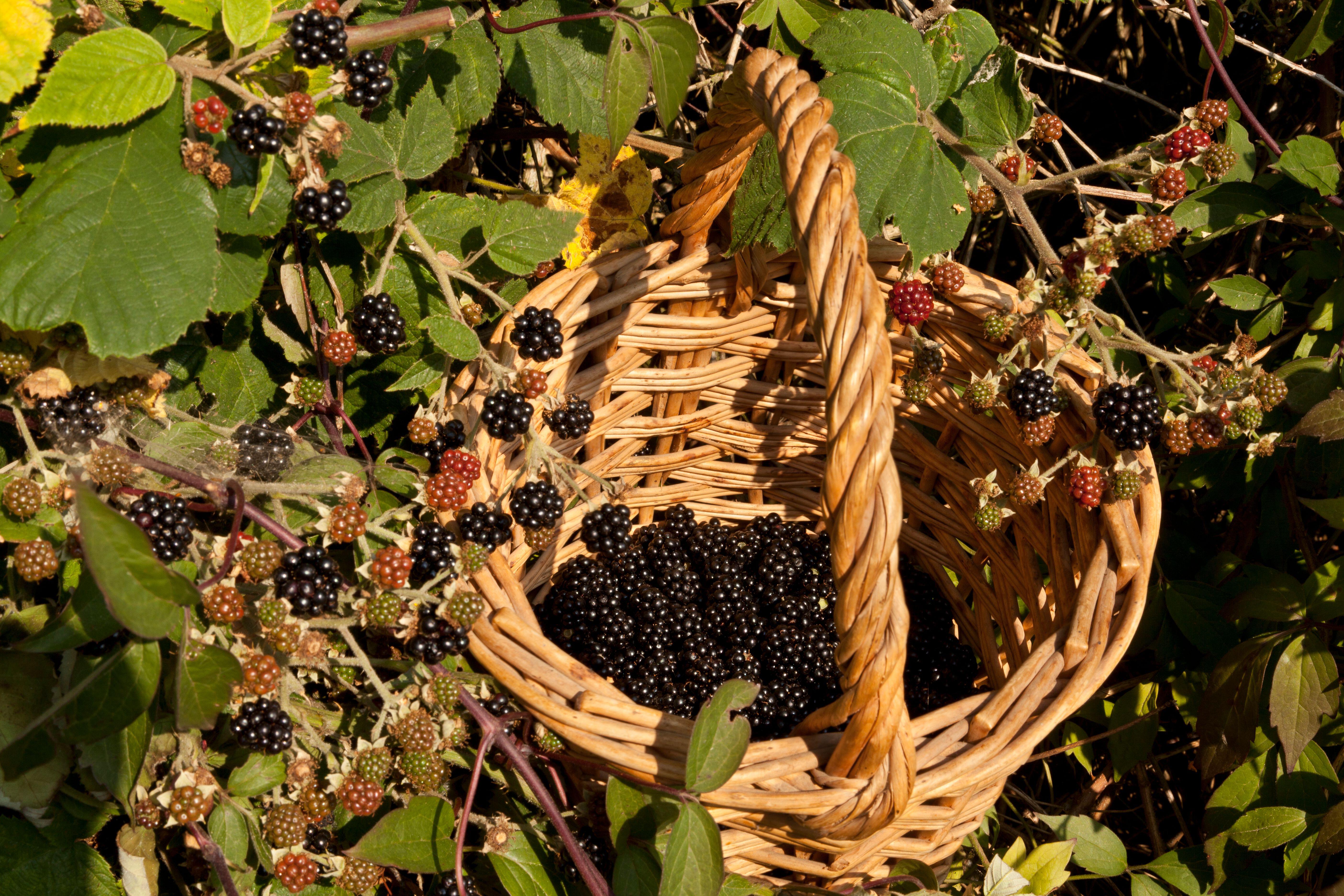  Blackberries in a basket next to a hedge that is bursting with blackberries