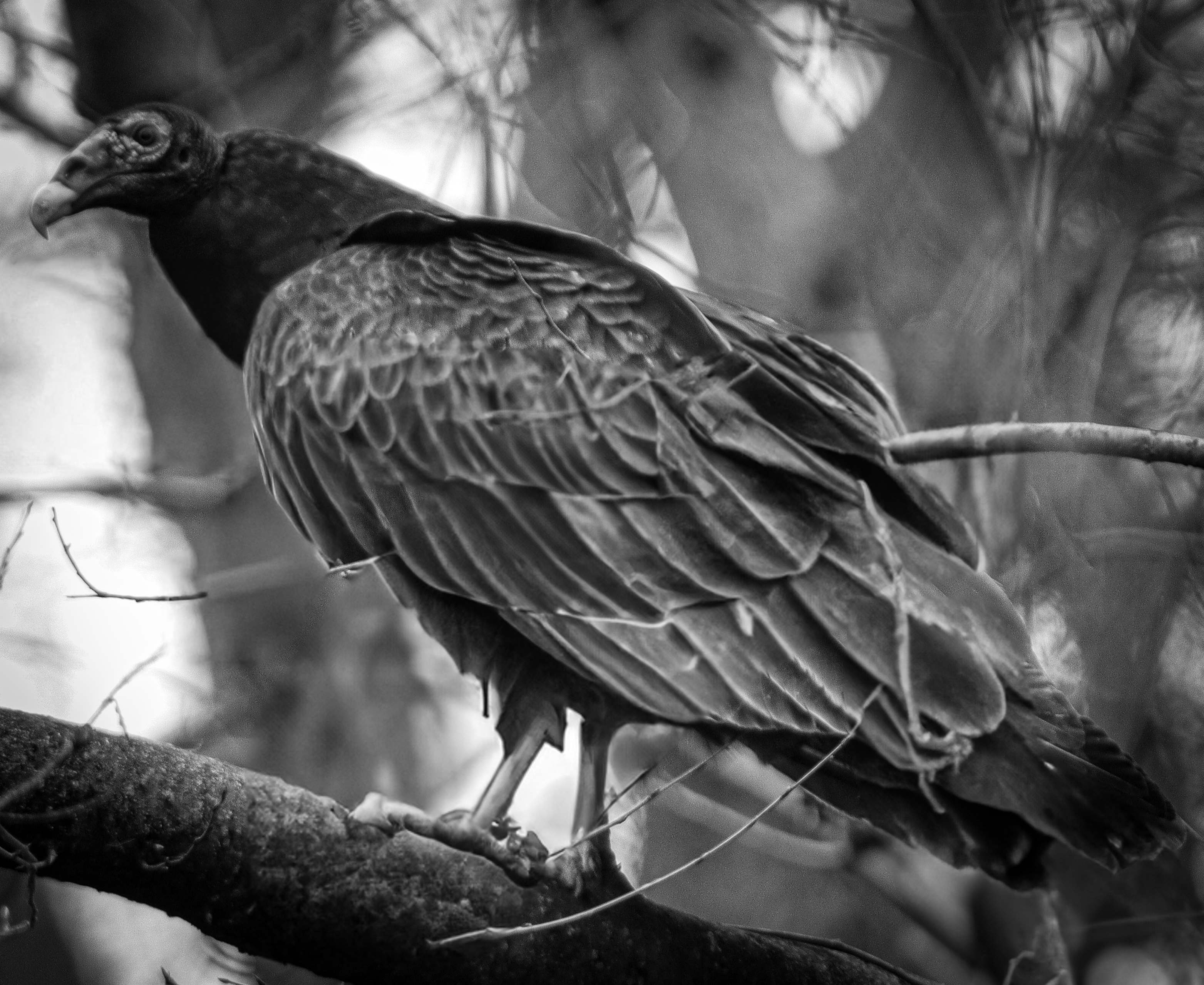 GuruShots - Powerful Black & White Jan 26