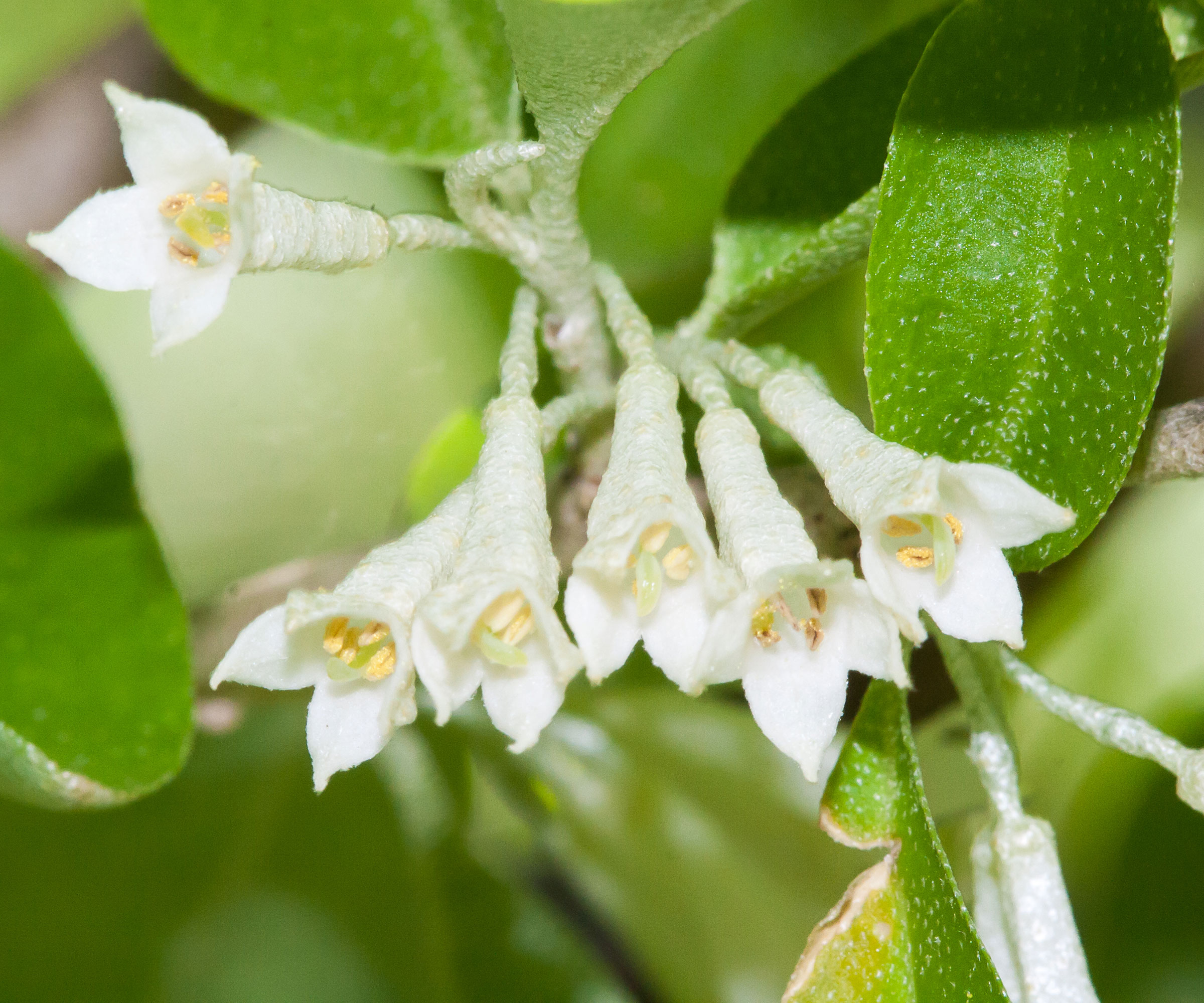 autumn olive shrub with white flowers