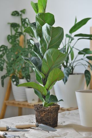 A fiddle leaf fig plant in soil