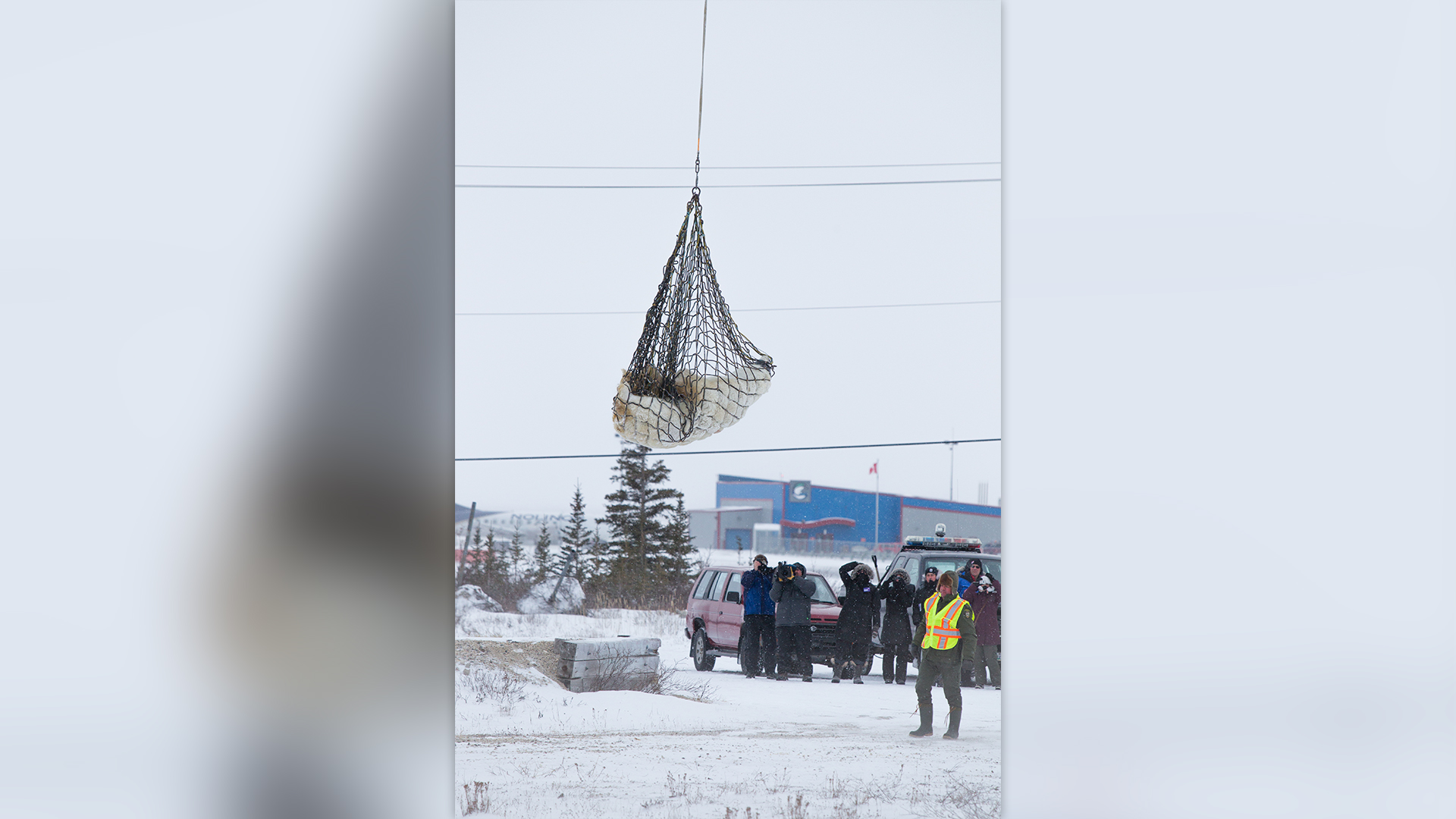 Sedated polar bear is raised by helicopter for transit north in Churchill, Canada.