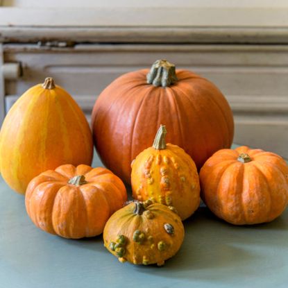 Six orange pumpkins of different sizes on blue table