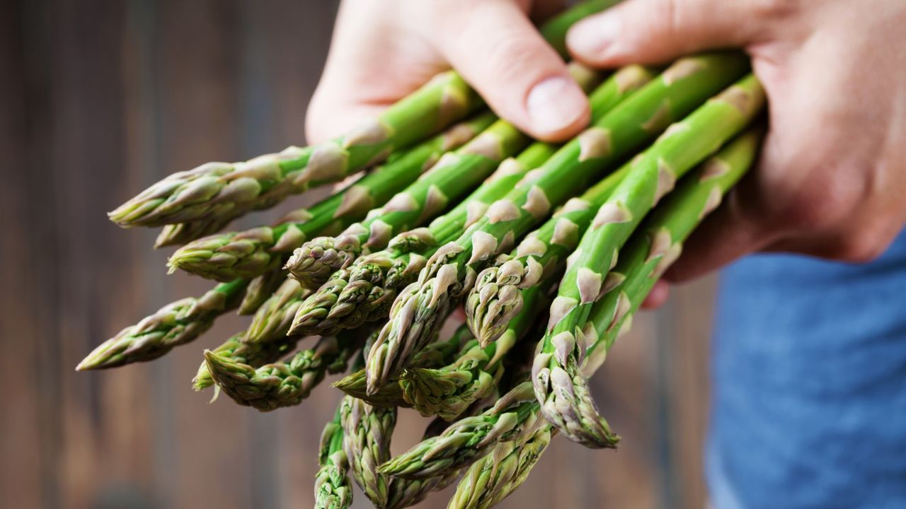 A harvest of fresh asparagus held in a person&#039;s hands