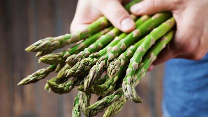 A harvest of fresh asparagus held in a person's hands