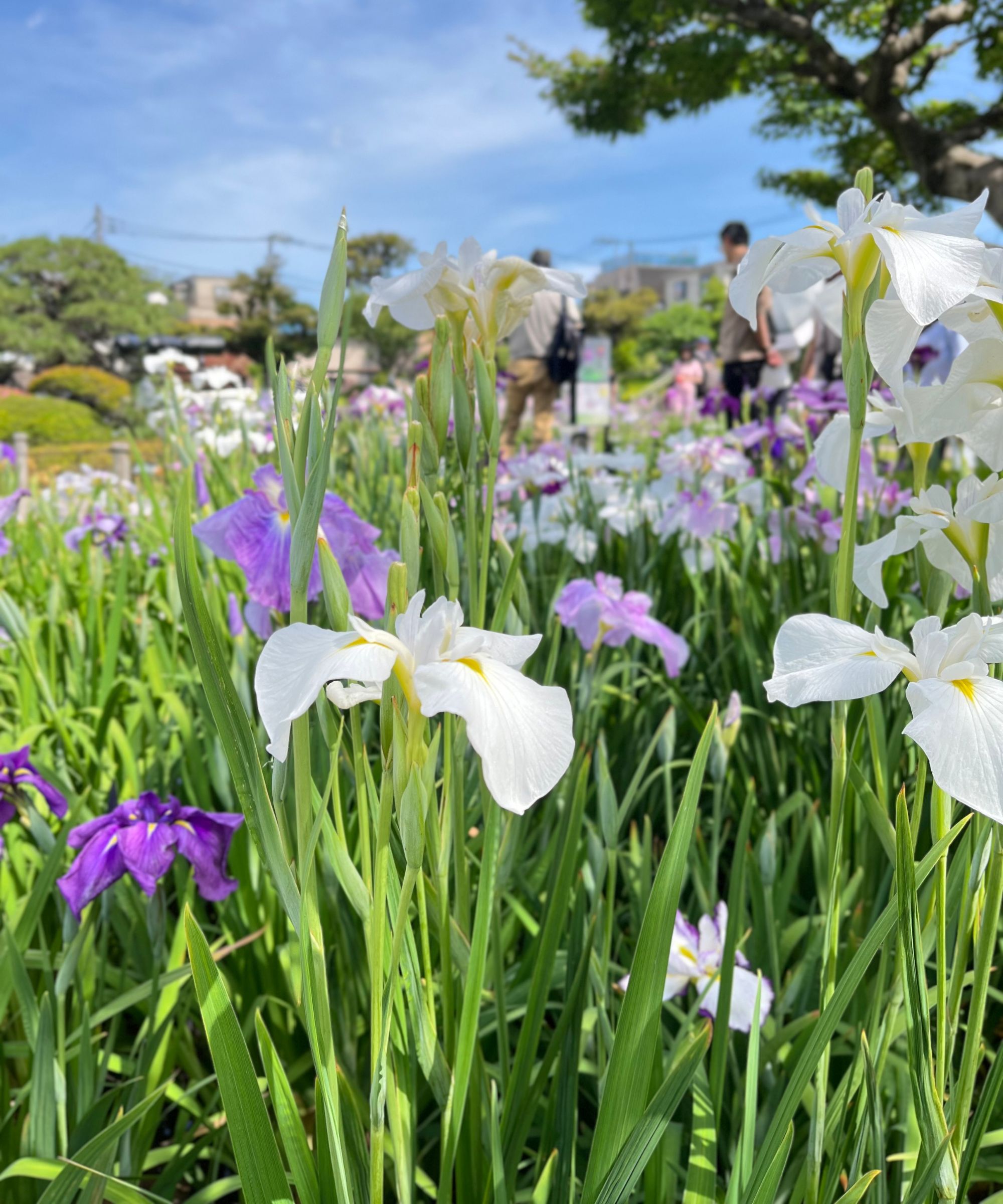 White and purple irises
