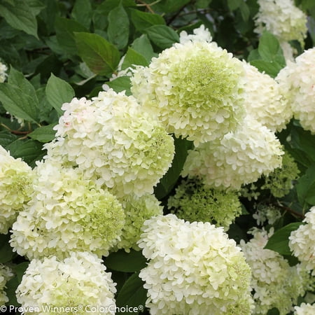 Proven Winners Colorchoice 5&amp;quot; 'limelight' Panicle Hydrangea Live Plant in 4.5&amp;quot; Pot (4 Count)