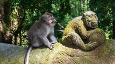A macaque sitting next to a stone sculpture of a monkey at Ubud monkey sanctuary.