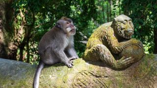 A macaque sitting next to a stone sculpture of a monkey at Ubud monkey sanctuary.