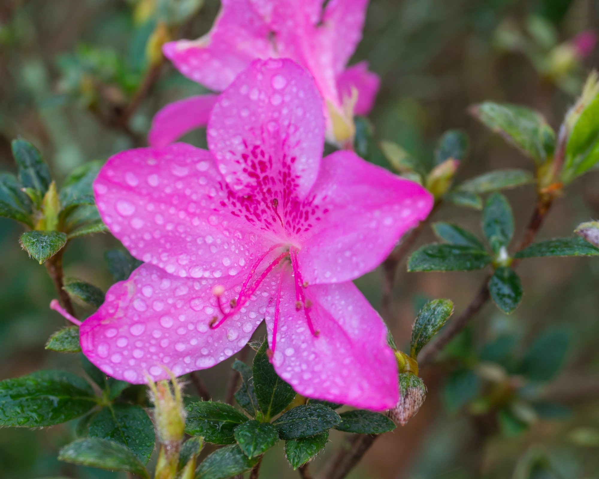 Close up view of pink Autumn Royalty Encore Azalea flower with water dew drops, selective focus, vivid colors.