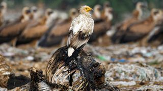 A Vulture perched on a deceased animal