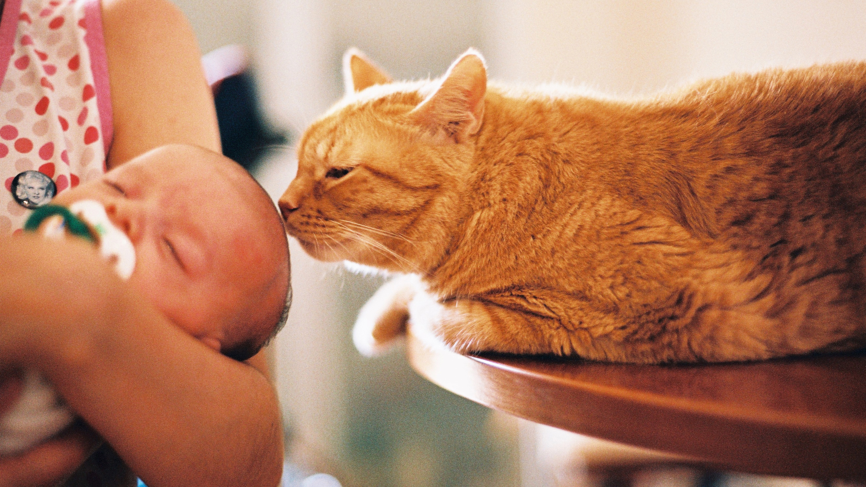 Ginger cat sniffs baby's head