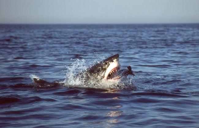 Great white sharks, among nature s most capable predators, hunt in a certain area, much like criminals operating from a house, scientists recently learned. Here a great white successfully lunges for and captures a juvenile fur seal in False Bay, South Afr