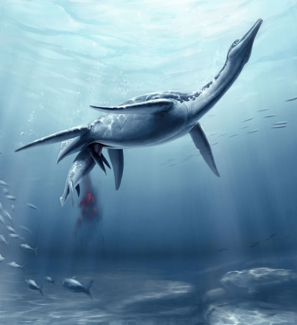 plesiosaur, marine reptile, viviparity, live birth, k-selected species, offspring investment, paternal care, social behavior, social groups, 