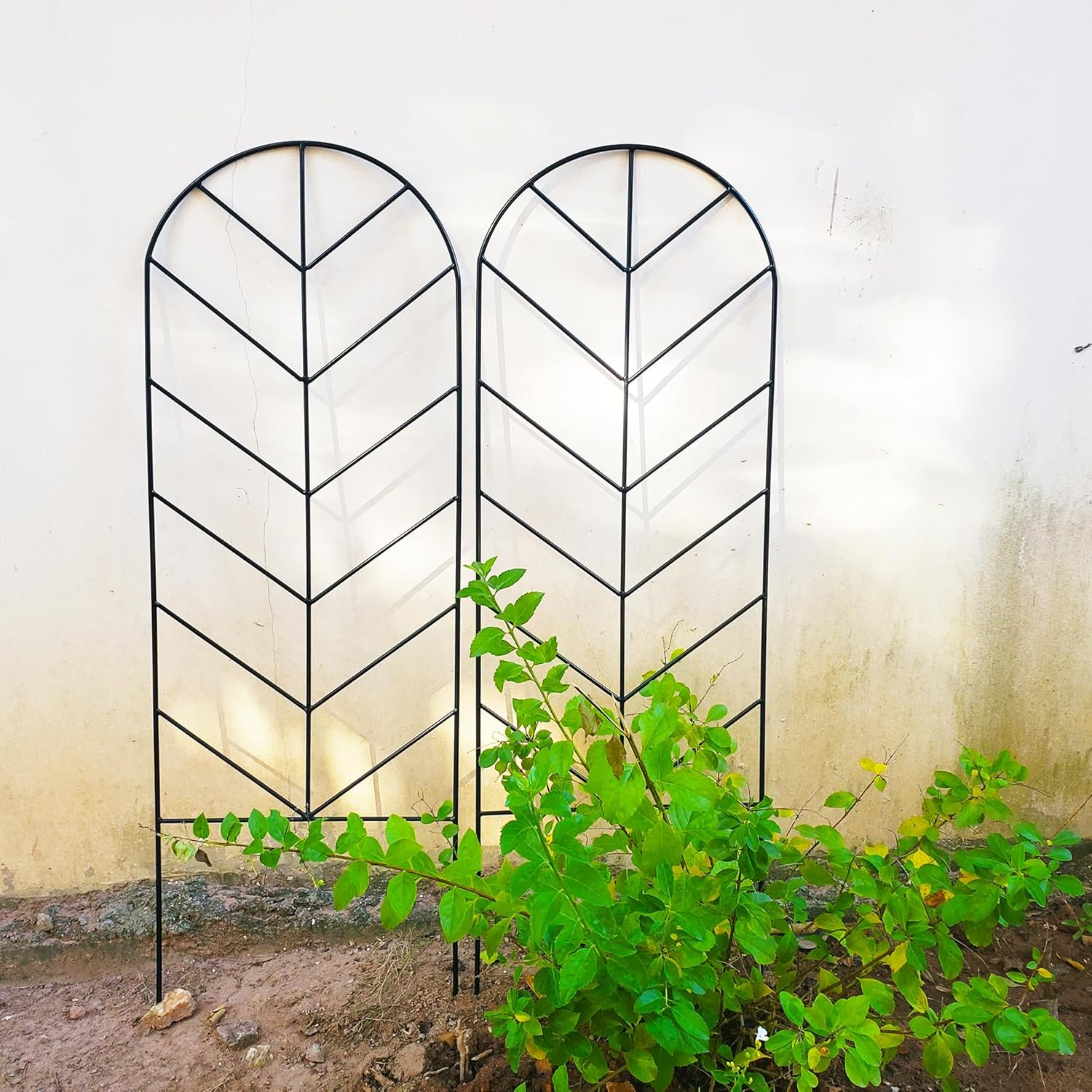 Scendor trellis