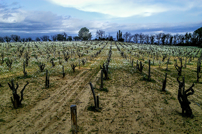 Châteauneuf sand 1
