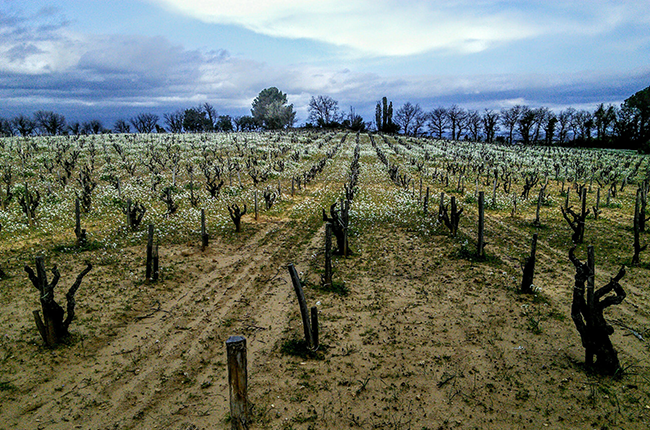Ch&acirc;teauneuf sand 1