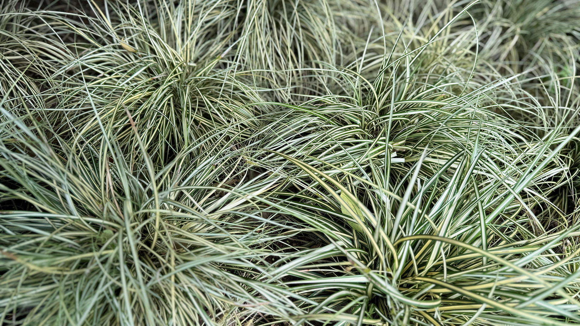 Carex 'Evergold' ornamental grass