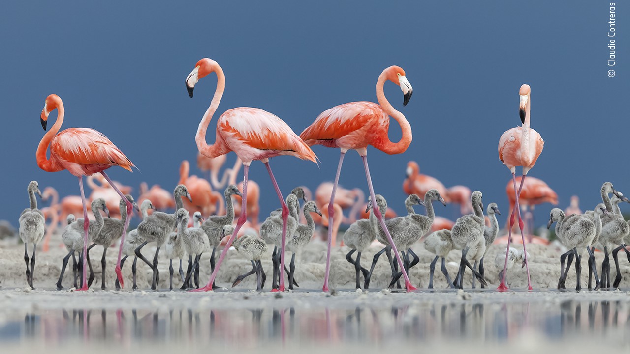 Adult pink flamingos guard over a group of gray chicks.