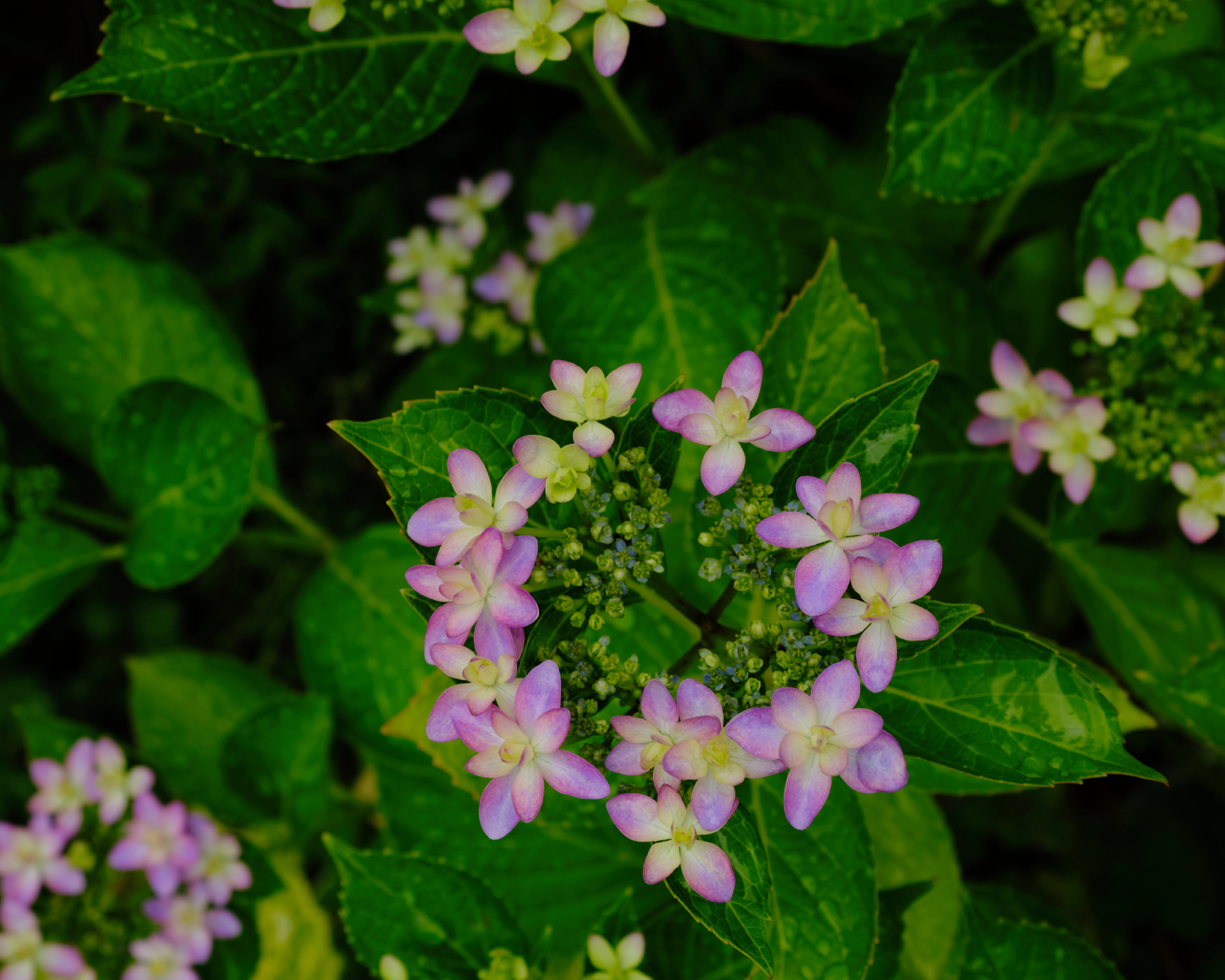 Pink mountain hydrangea serrata