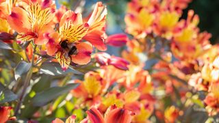 Alstroemeria flowers and bee