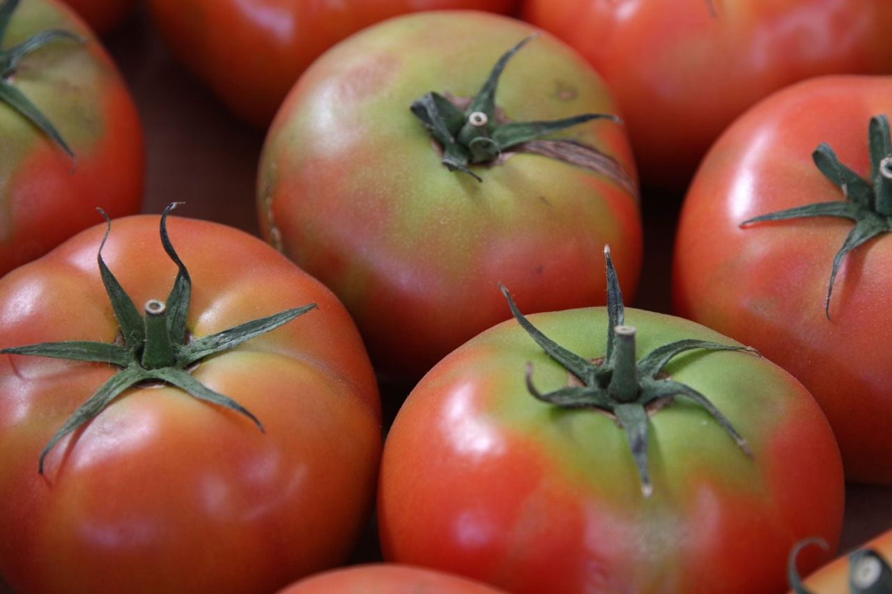 Yellow Shoulders On Tomatoes