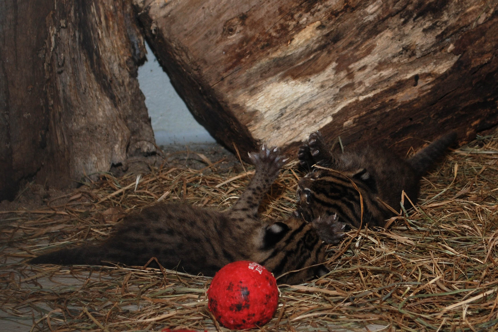 Fishing Cat Kittens Playing