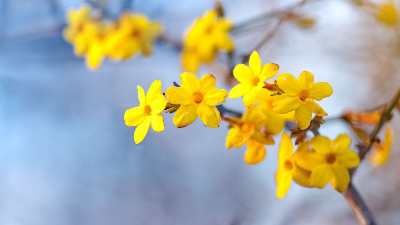 Winter flowering jasmine against a bright blue sky