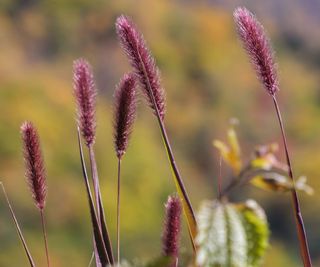 ornamental dwarf purple fountain grass