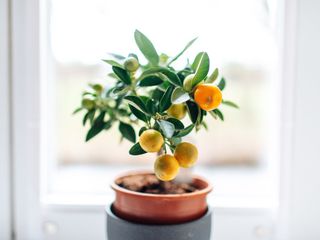 A potted orange tree in front of a window