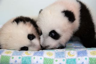 Twin panda cub brothers snuggle up at Zoo Atlanta, and now they have names: Mei Lun (may loon) and Mei Huan (may hwaan).