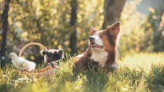 Dog and baby chickens