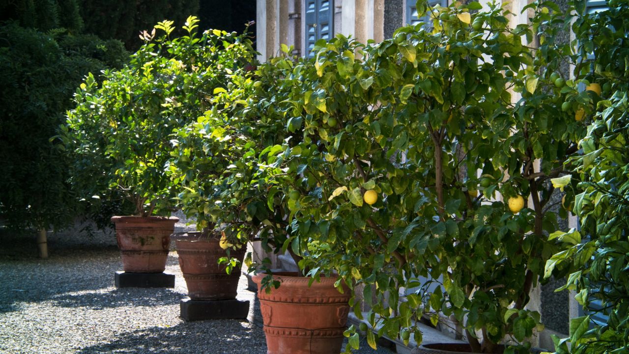 Potten lemon trees in terracotta planters