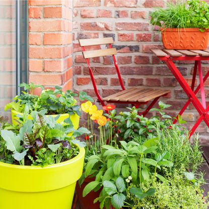 Herbs growing in containers in balcony garden