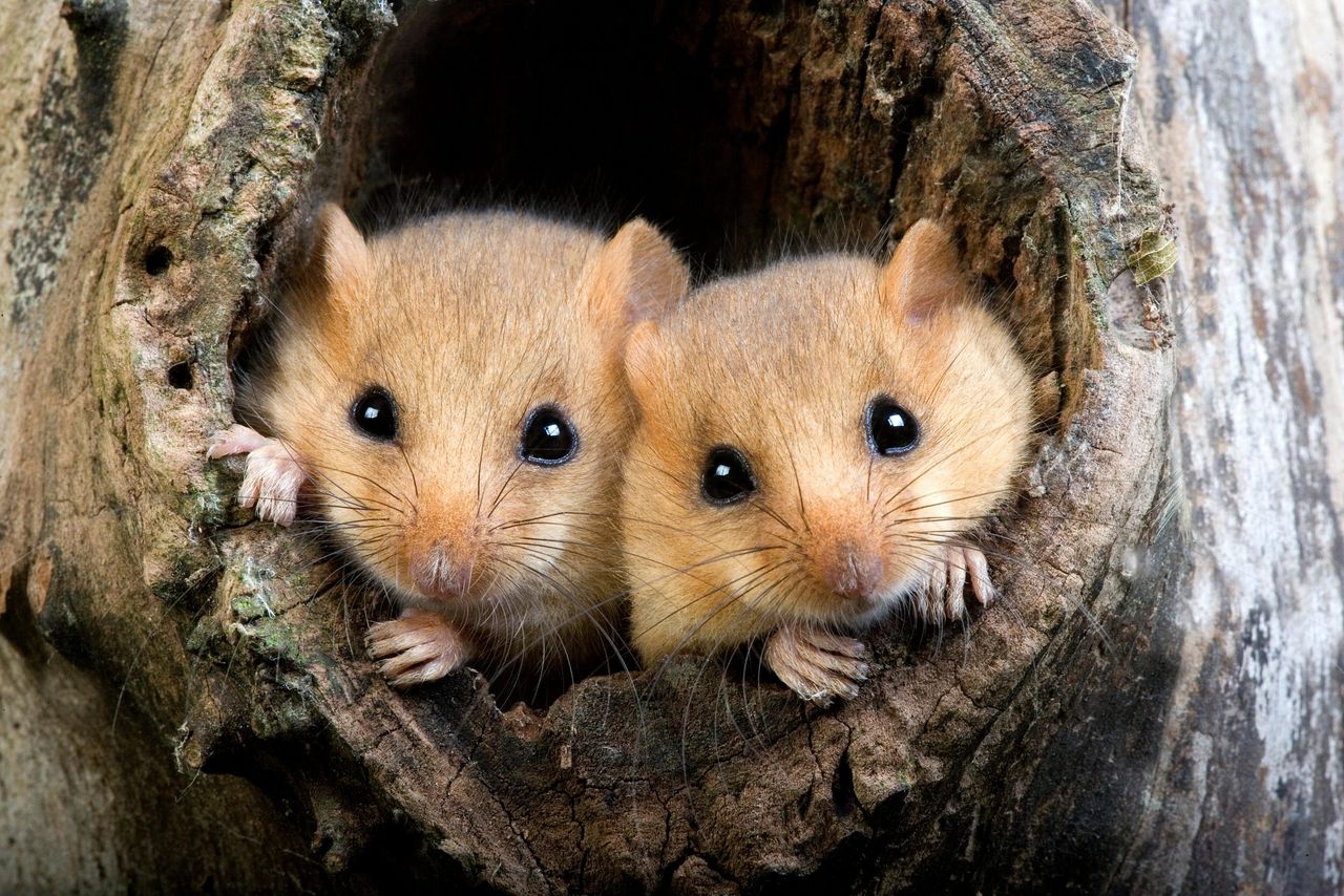 Hazel dormice: Will they thrive again?