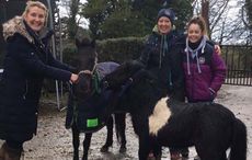 rescue-shetland.jpg