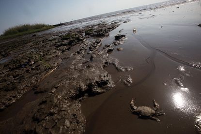 The legal consequences of the BP oil spill.