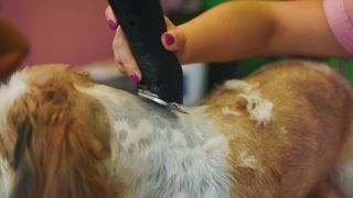 Dog being shaved with clippers