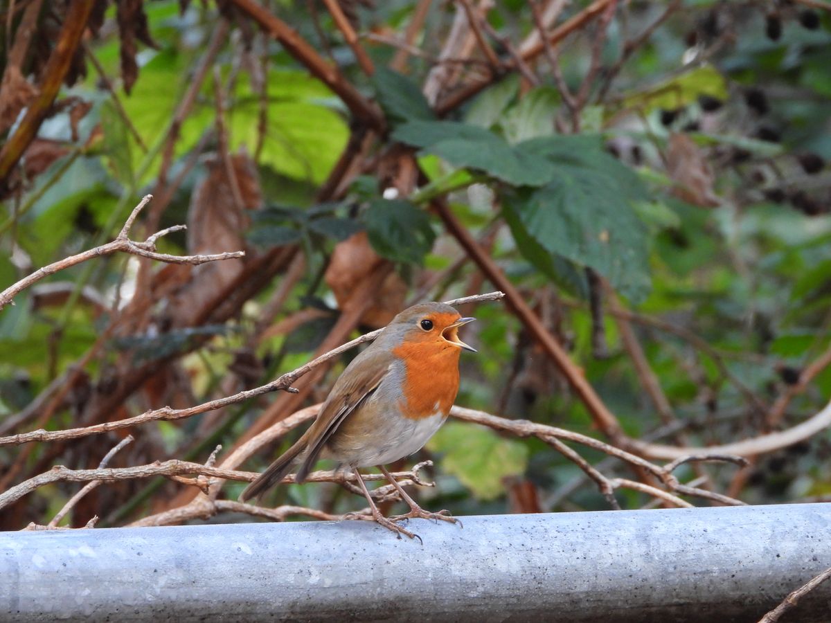A photo taken on a Nikon Coolpix P1100 digital camera