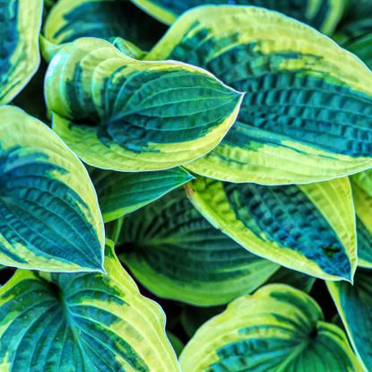 Close up of variegated hosta leaves